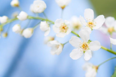 春日的樱花盛开的白花