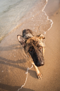海滩上的德国牧羊犬