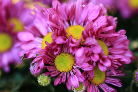 粉红色菊花花束为背景, 选择性的