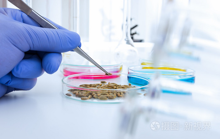 在实验室的食品质量的实验室助理.细胞培养法检测试验转基因改性种子
