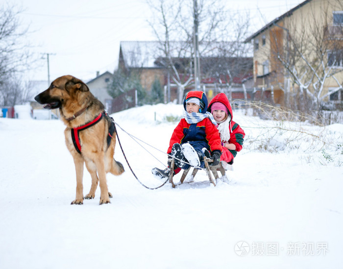 德国牧羊犬狗拉雪橇在雪时间儿童