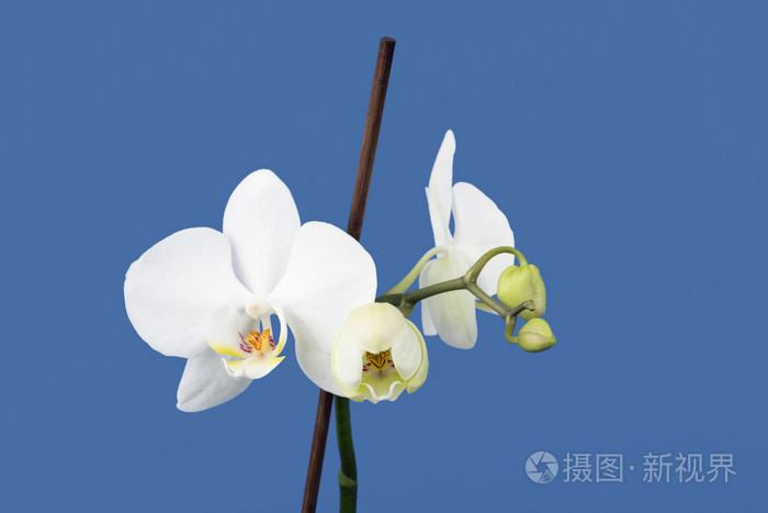 浪漫的白色兰花分支