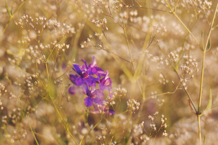 夏天在花园里的紫罗兰花