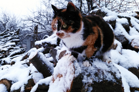 坐在被雪覆盖的冬木上的红猫