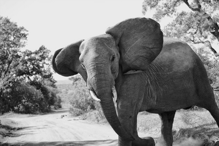 在我面前的大象过马路