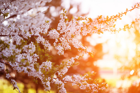 开花的春天树。春天或夏天风景的日落 bac