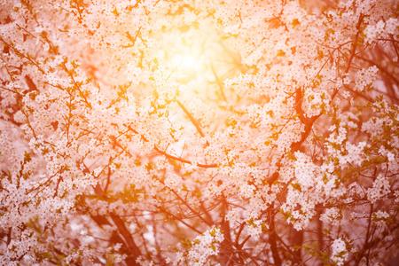 开花的春天树。春天或夏天风景的日落 bac