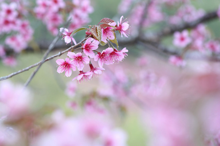 樱花盛开，粉色樱花花