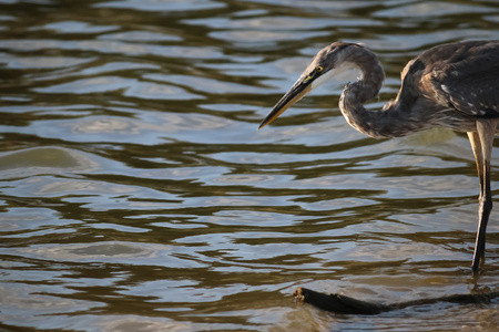 大蓝鹭在马里布湖在 9 月