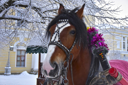 在冬天在雪地上骑的那匹马来