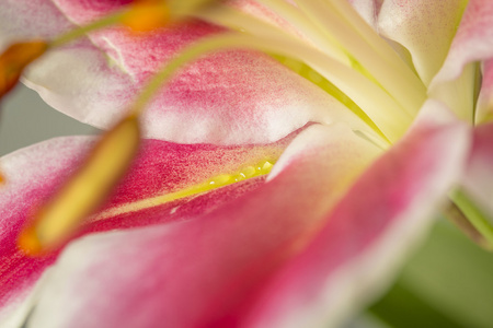 宏粉色百合花卉仍与雌蕊和花瓣
