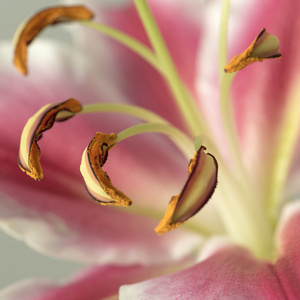 百合花雌蕊在一个模糊的粉红色背景绽放
