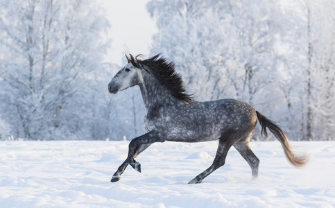 纯种马驰骋在冬天下雪草地上图片