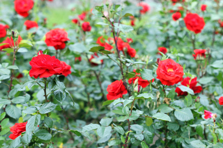 红玫瑰花圃春的季节