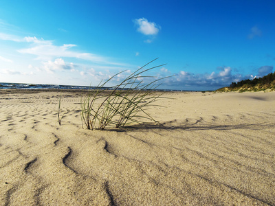 波罗的海海滩上的绿草