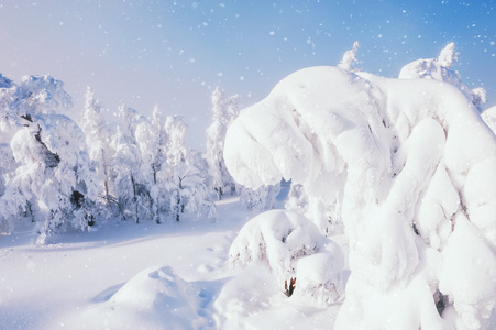 白雪覆盖的树木，降雪后