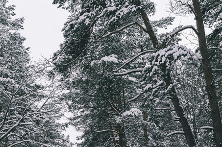 在雪中树木