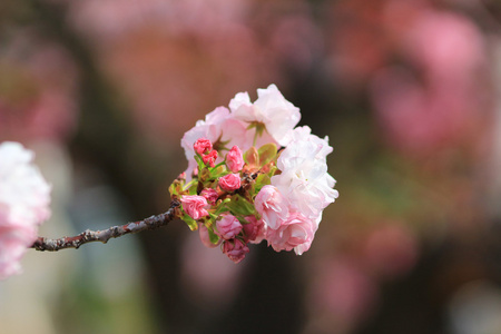 樱花在日本大阪，薄荷