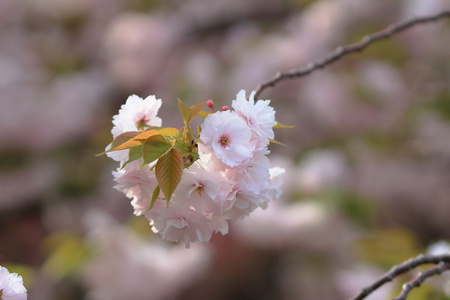 樱花在日本大阪，薄荷