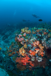 充满活力的软珊瑚，在热带太平洋