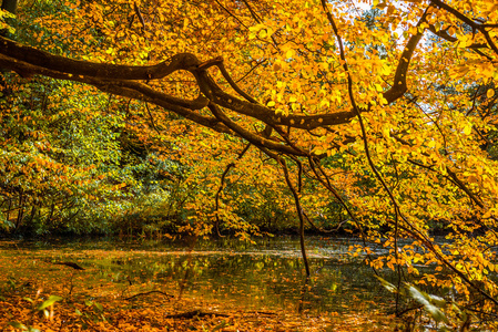 树在秋天某个湖上