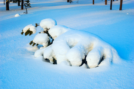 覆盖着雪的树, 形状类似于野兽