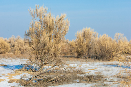 草原冬天。 哈龙。 萨库尔冬天。 哈萨克斯坦。 卡帕吉巴肯