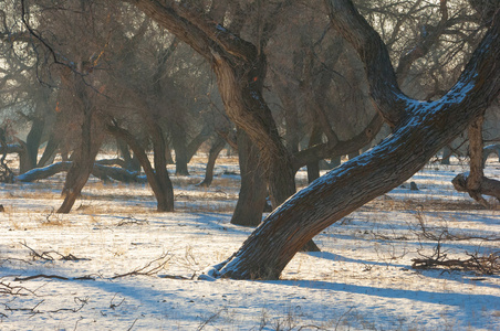 杜兰加在冬季树中残留。 河流或哈萨克斯坦。 卡帕吉巴肯纳
