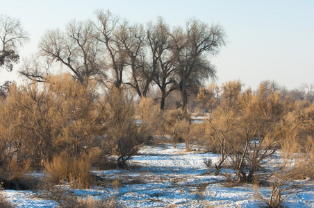 杜兰加在冬季树中残留。 河流或哈萨克斯坦。 卡帕吉巴肯纳