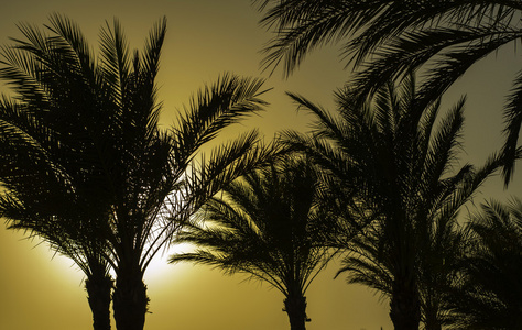 棕榈树在日落反对天空图片