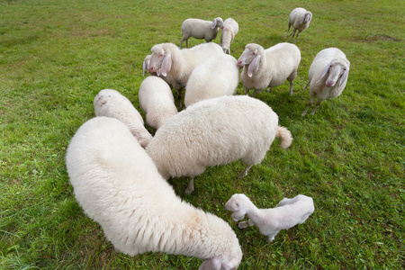 羊群在意大利山牧场