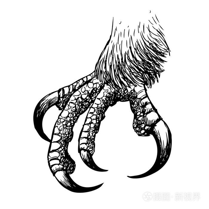 鹰爪,鹰鸟涂鸦手绘