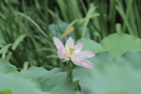 与叶在夏天绽放莲花