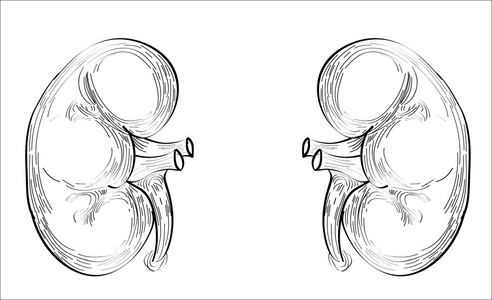 人体器官肾脏图标