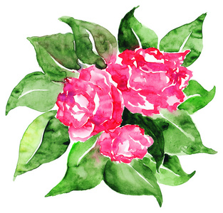 水彩粉色玫瑰花朵叶花卉组成分离