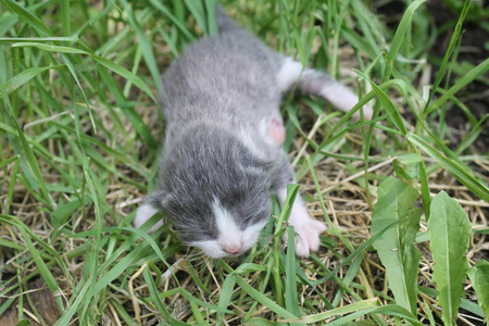 新生的灰色小猫