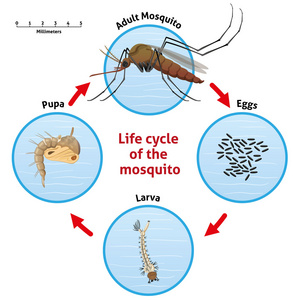 自然，生命周期高跷蚊子。理想的信息和体制相关的卫生和护理