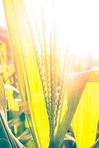玉米田在日落时