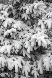 雪地下的针叶树树枝