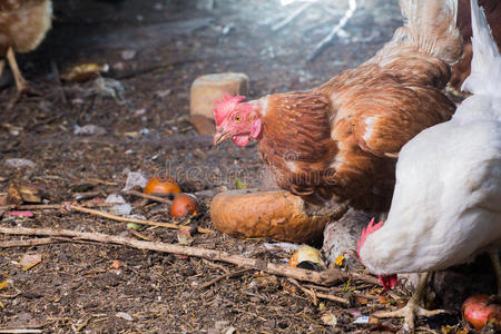 传统自由放养家禽养殖