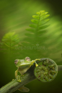亚马逊雨林中的玻璃蛙
