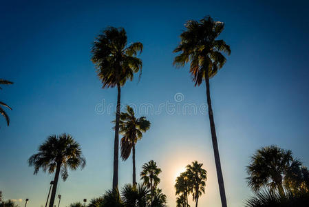 佛罗里达州代托纳海滩的高大棕榈树。