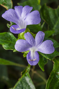 菲律宾紫罗兰花