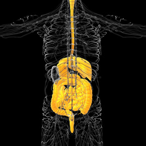 人体消化系统的三维医学演示