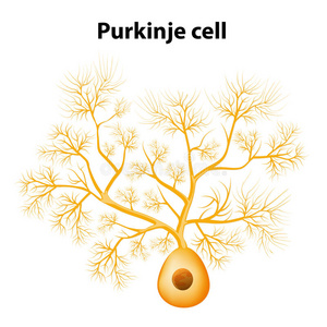浦肯野细胞或浦肯野神经元