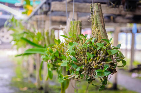 小兰花挂在木头上