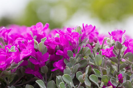 公园 气压计 颜色 花园 花的 波基 植物区系 植物 花瓣