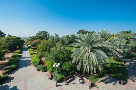 迪拜一个充满异国情调的棕榈树公园，蓝天映衬