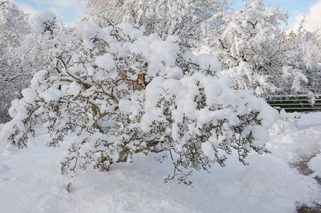 冬天在瑞典有很多雪