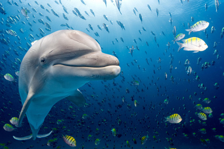 水下海豚在蓝色的海洋背景